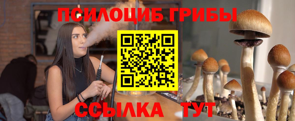 Галлюциногенные грибы Psilocybine cubensis  Вход с VPN  Черняховск 